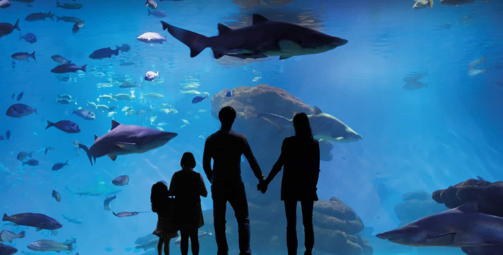 1472_Palma Aquarium ok.png